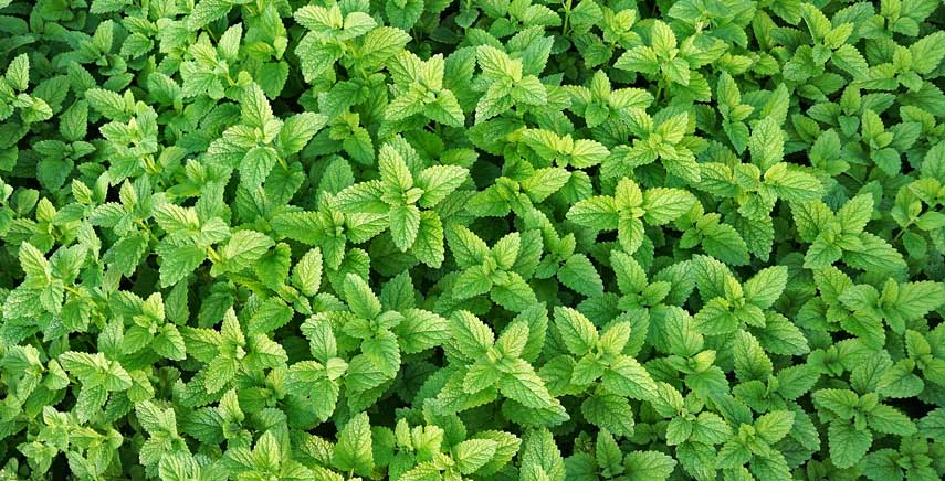 Menta: come coltivarla ed usarla in cucina Menta: come coltivarla ed usarla in cucina