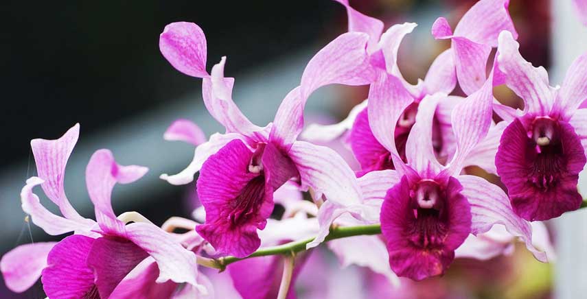 Dendrobium: come prendersene cura