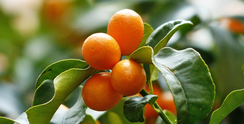 Kumquat Come Coltivare Il Mandarino Cinese