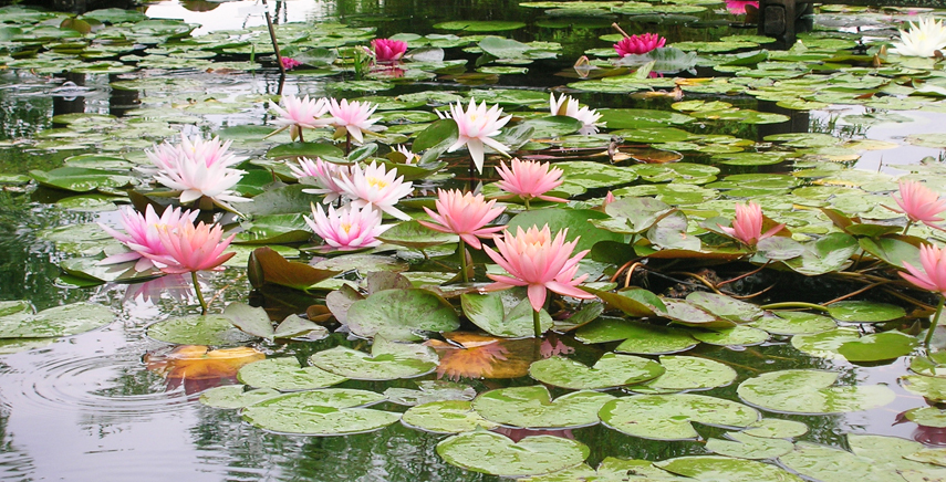 Piante acquatiche per laghetto: palustri, ossigenanti e galleggianti