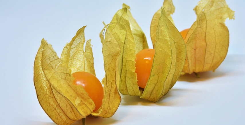 Alchechengi: cura e coltivazione del frutto