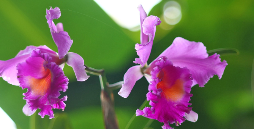 Le specie di Orchidea Cattleya