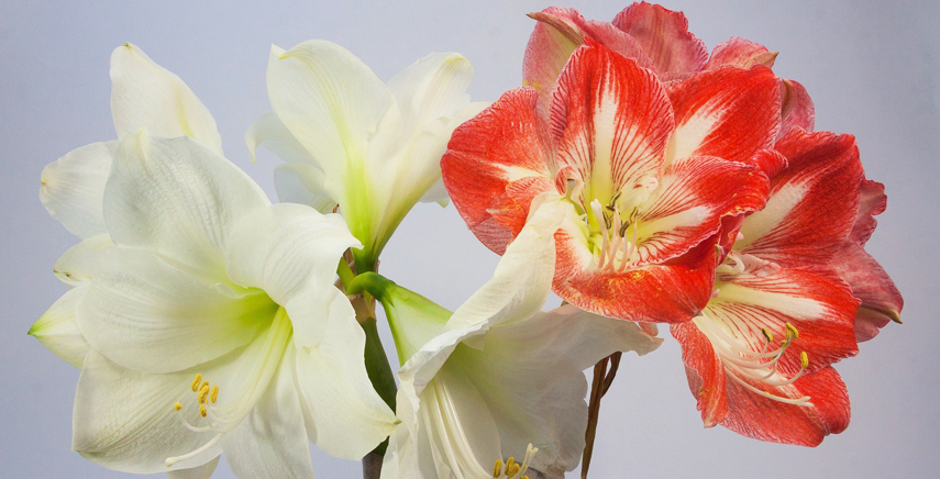 Amaryllis: come coltivare il fiore belladonna