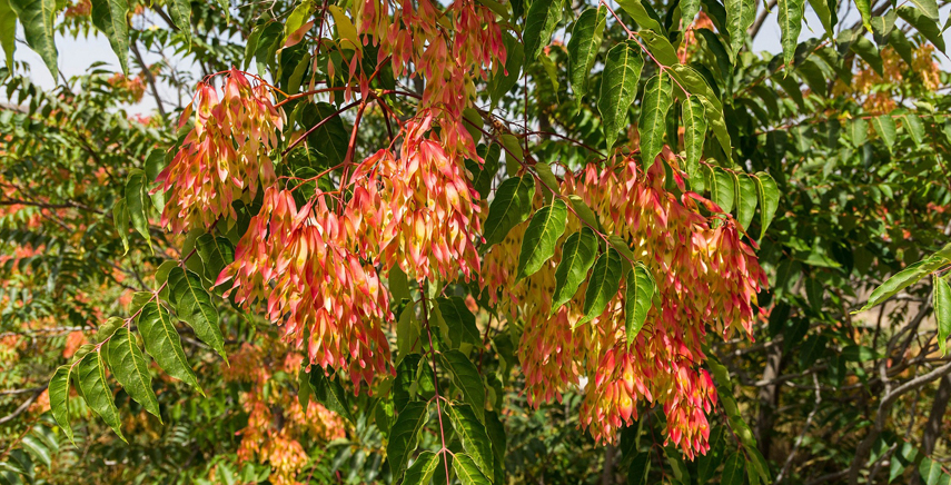 Ailanto: l'albero del paradiso