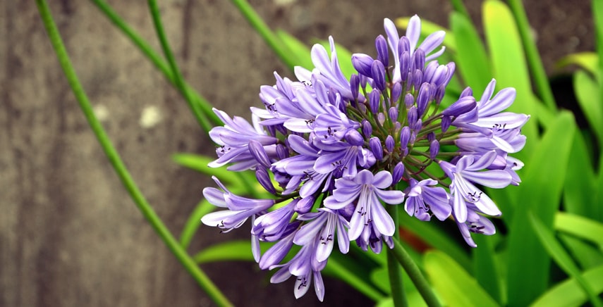 Agapanthus: come coltivarlo e curarlo