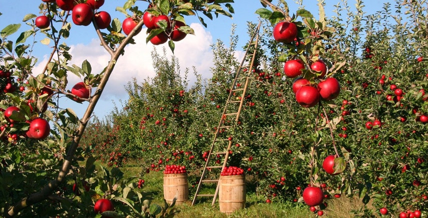 Nitrato di potassio: fertilizzante miracoloso