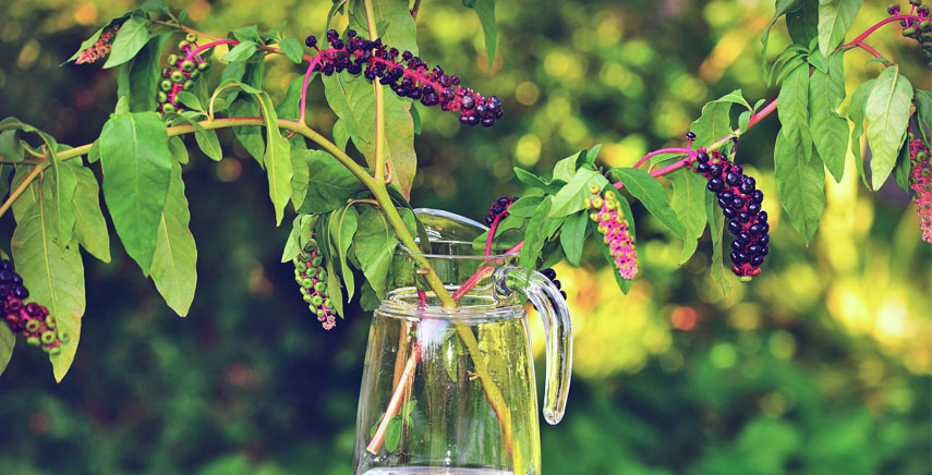 Phytolacca: pianta infestante o no?