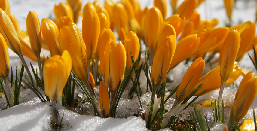 10 fiori invernali da coltivare in balcone