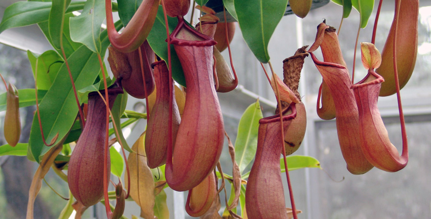 Nepenthes: guida alla coltivazione