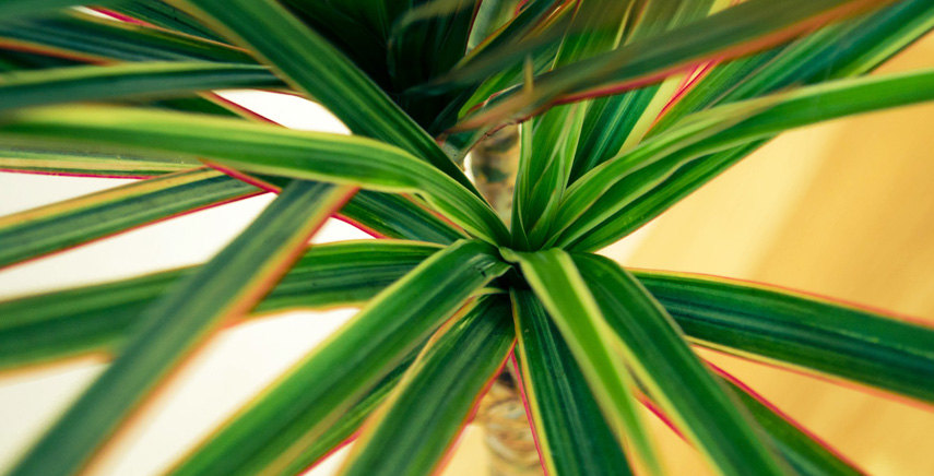 Dracena: guida alla coltivazione