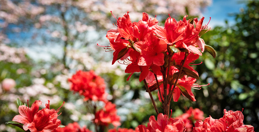 Azalea: guida alla cura e coltivazione