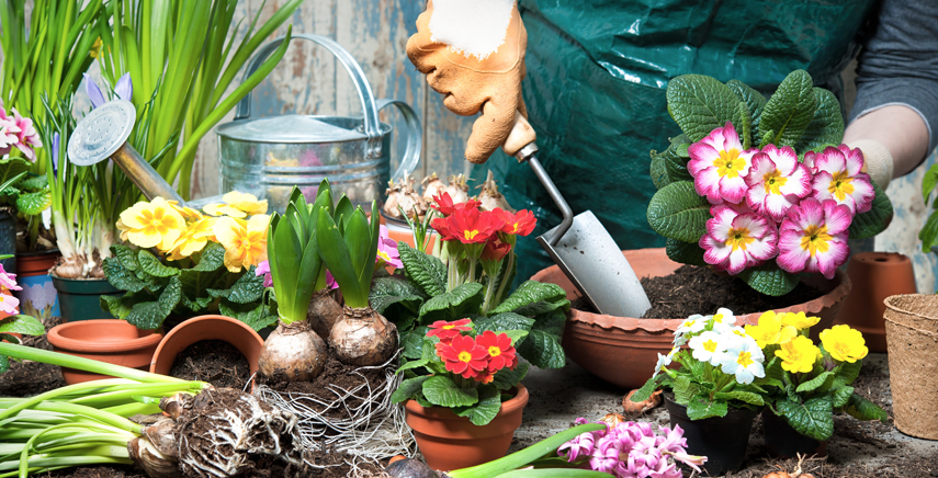 Tre buoni motivi per prendersi cura di piante o giardino