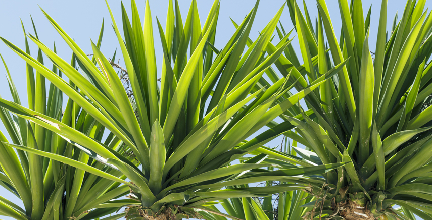 Yucca - Coltivazione e Caratteristiche di questa pianta grassa