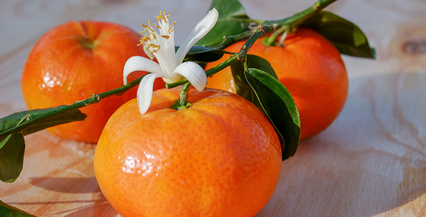 Come coltivare un mandarino