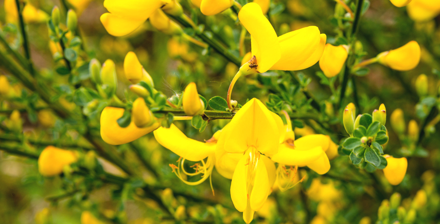 Cytisus: guida alla coltivazione