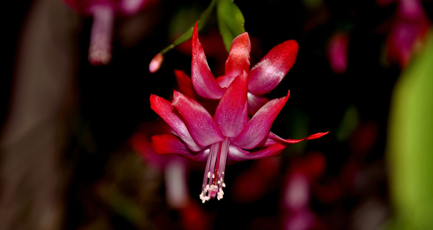 Cactus di natale o schlumbergera: consigli di coltivazione