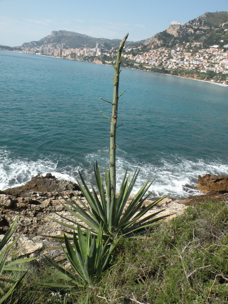 agave-piante-grasse