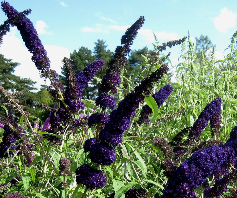 Buddleja davidii Black Knight