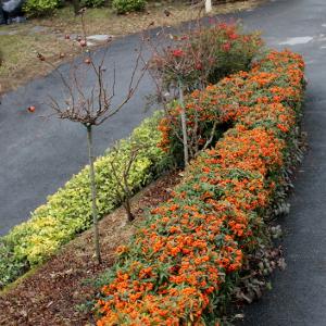 Pyracantha Navaho