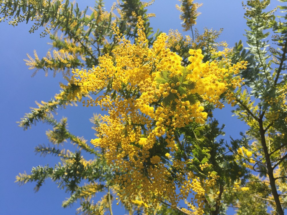 Acacia