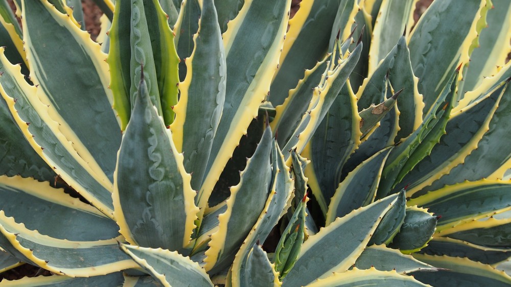 Aloe-vera