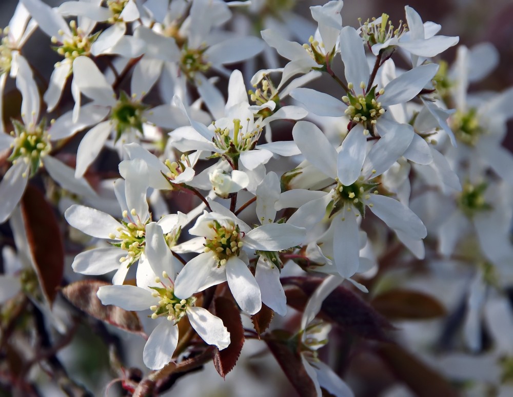 Amelanchier canadensis