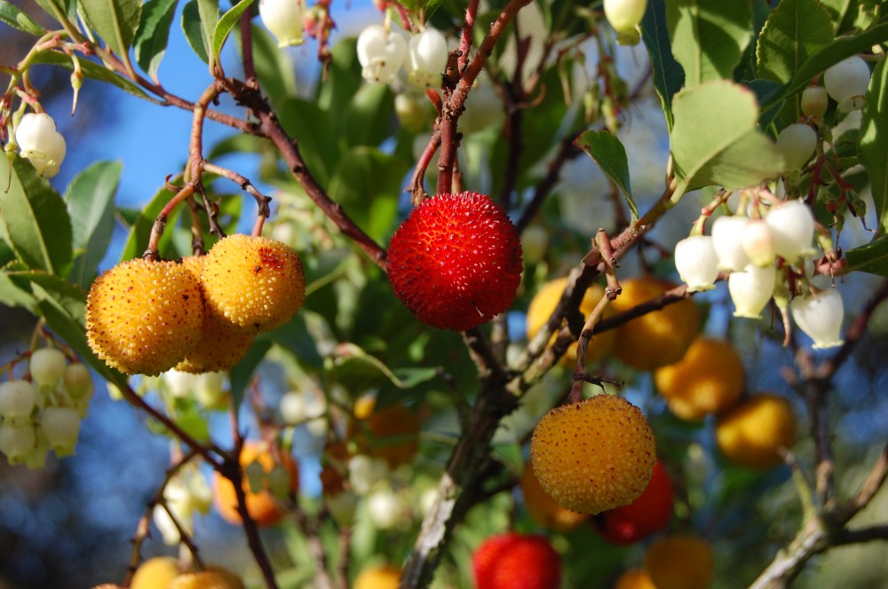 Arbutus Unedo: scopri come utilizzarlo nel tuo giardino mediterraneo