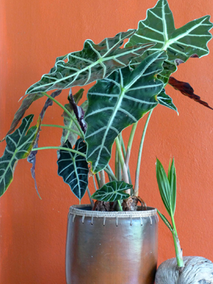 Alocasia Polly