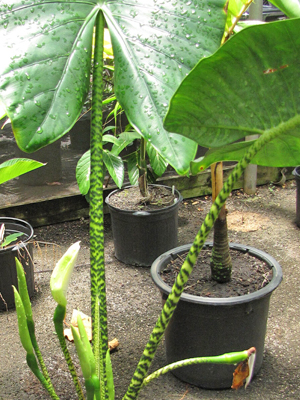 Alocasia Zebrina