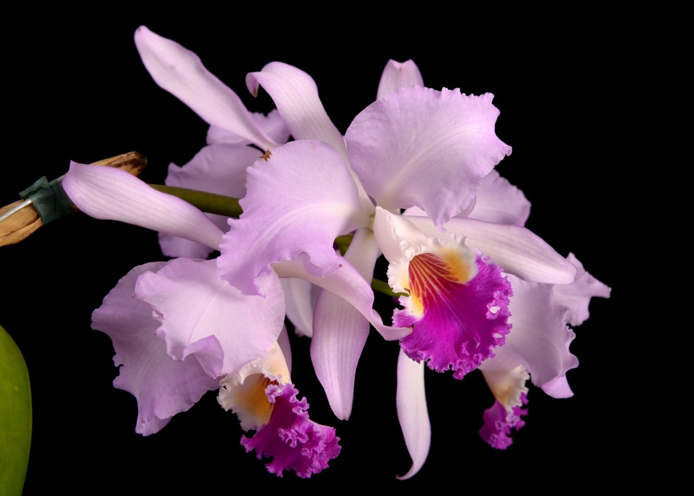 Le Specie Di Orchidea Cattleya. 