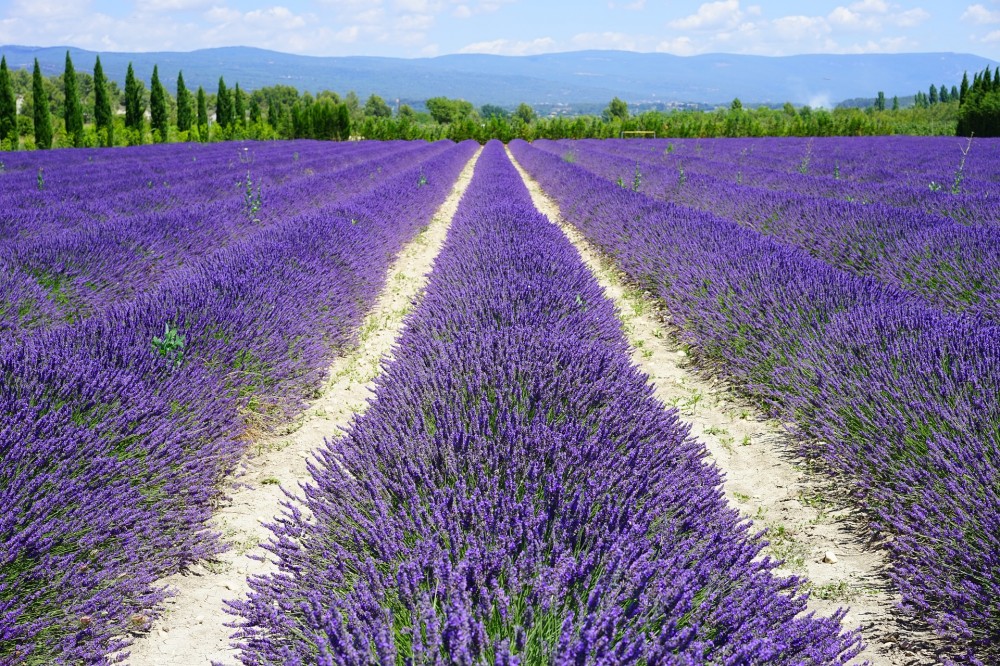 Lavanda Da Coltivare In Giardino Cura E Potatura