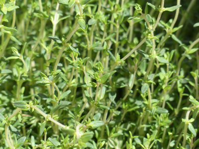 erbe #aromatiche [#herbs]  Giardino di erbe aromatiche, Giardini di erbe,  Idee di giardinaggio