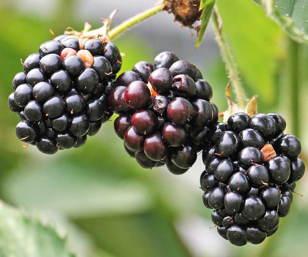 Frutti di bosco: le varietà più utilizzate