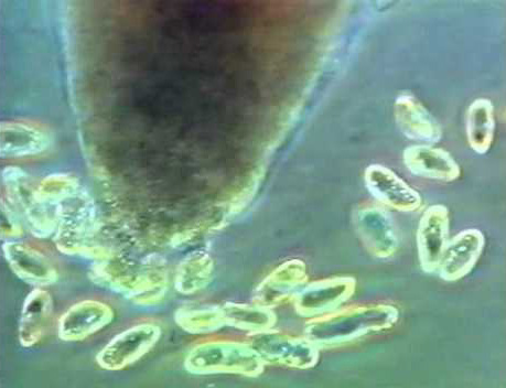 batteri della rizosfera