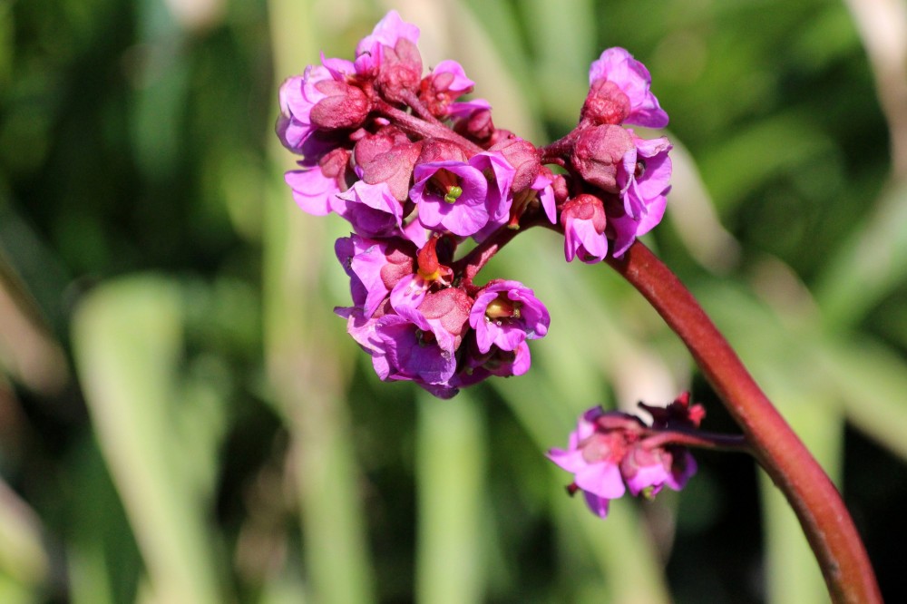 Bergenia