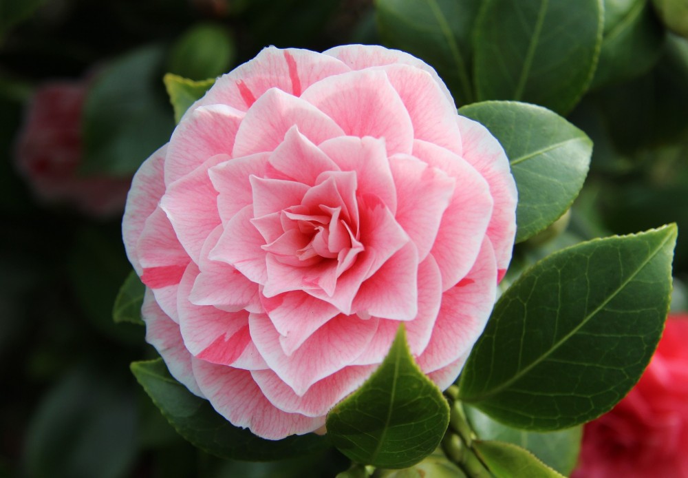 Camelia