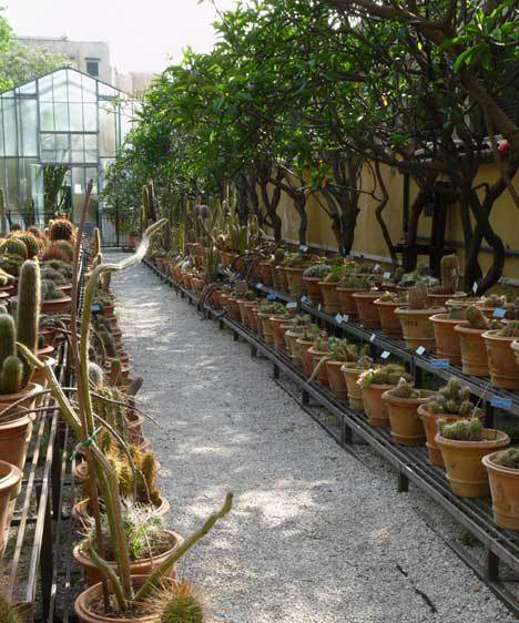 Collezione piante succulente Orto botanico Palermo