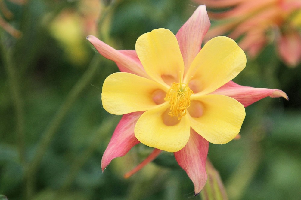 Aquilegia