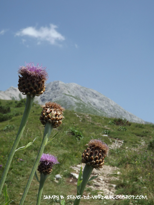 escursioni-naturalistiche-cattedrale-vegetale