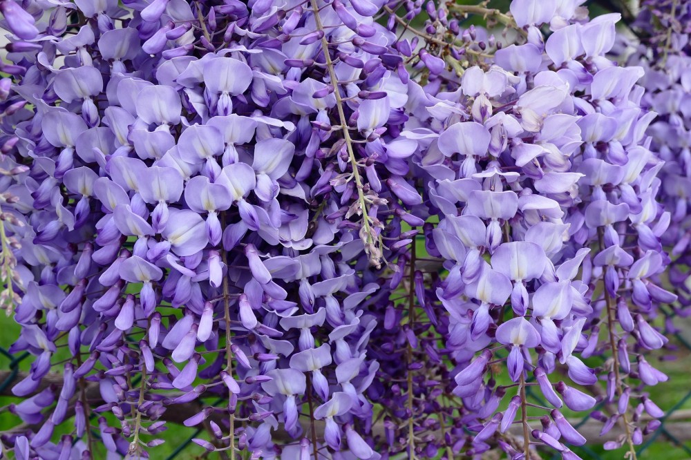 Glicine, Wisteria Nutt