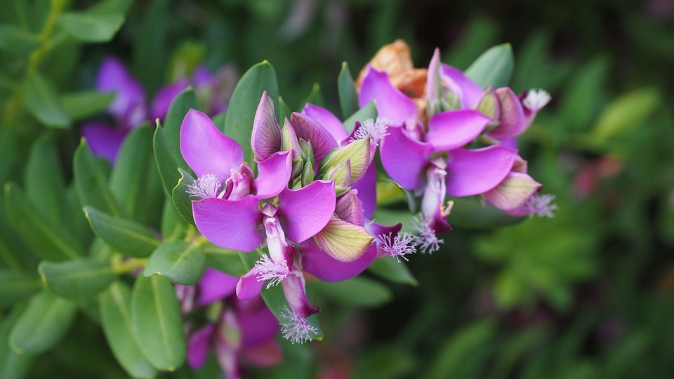 Piante A Cespuglio Con Fiori Viola