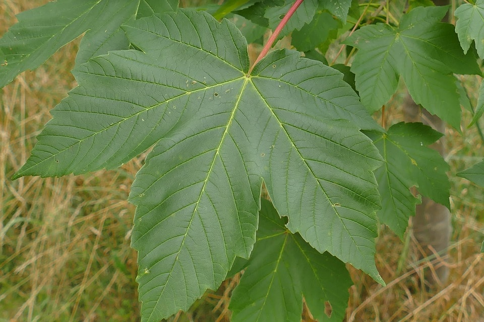 Alberi sempreverdi da giardino per fare ombra