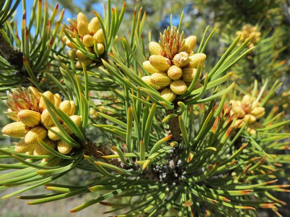 foto-albero-sempreverde-ornamentale