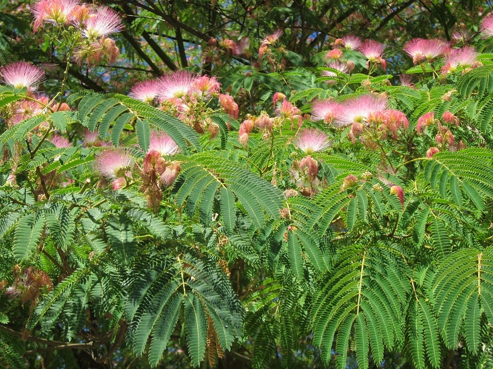 Alberi Sempreverdi Da Giardino Per Fare Ombra