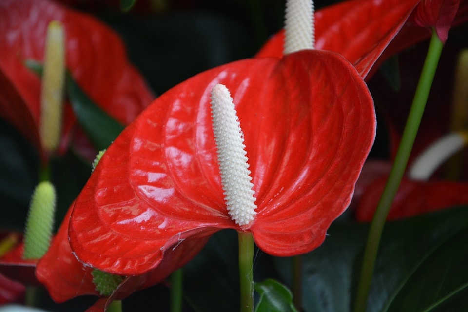 Anthurium Cura E Coltivazione