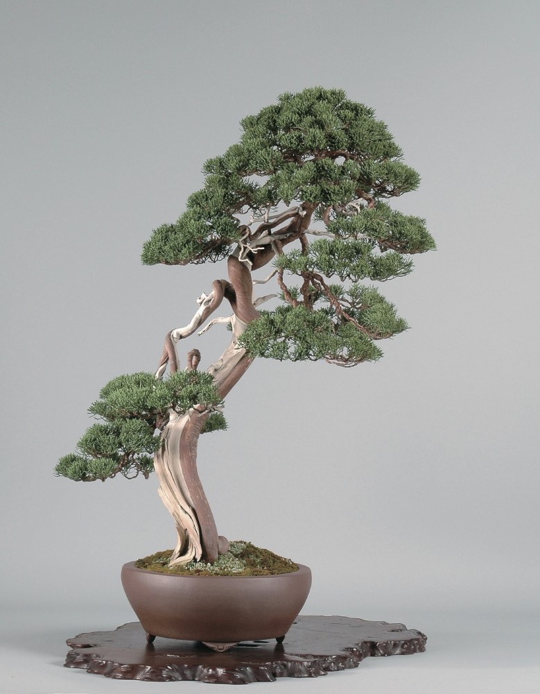 Come e quando rimuovere il filo dai nostri bonsai. 