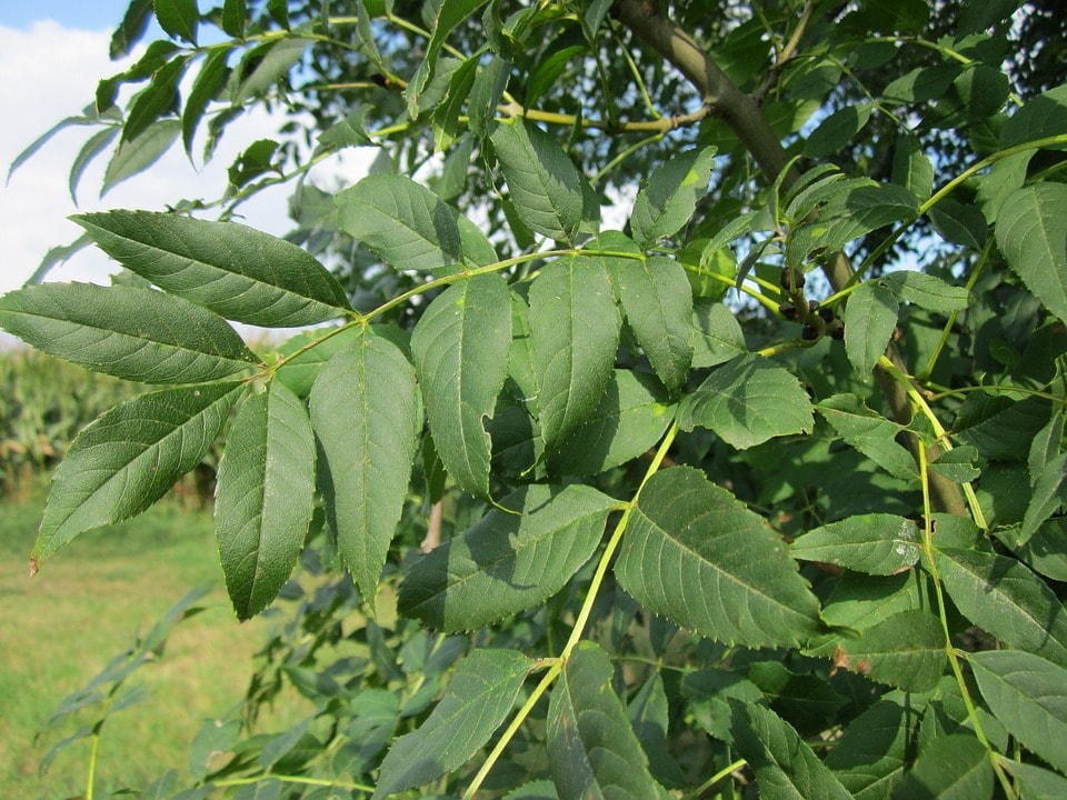 Alberi Sempreverdi Da Giardino Per Fare Ombra