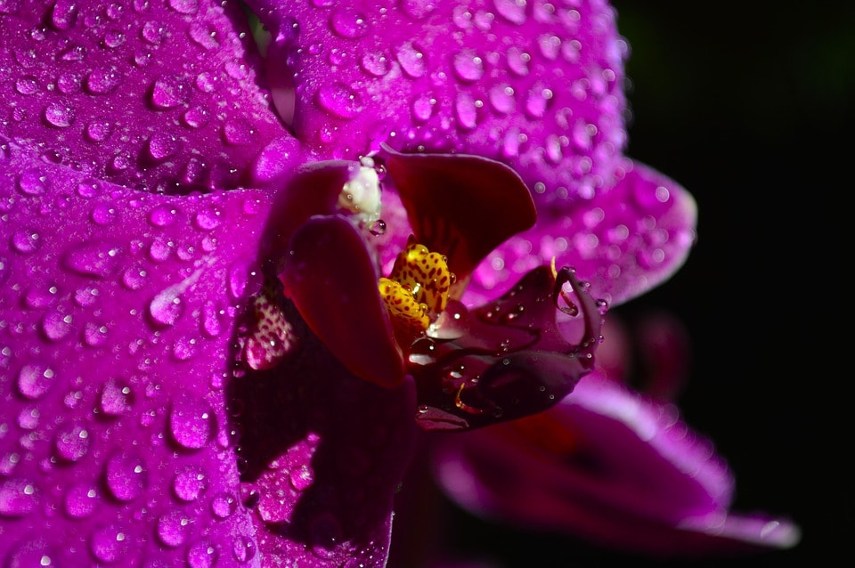 Orchidea Phalaenopsis | Come bagnarla? Orchidea Phalaenopsis | Come bagnarla?