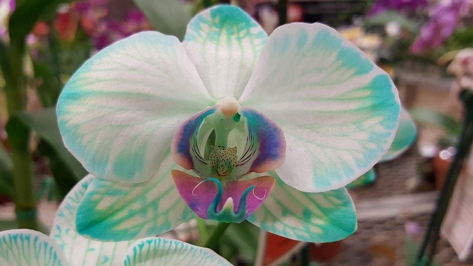 Come Coltivare L Orchidea Blu