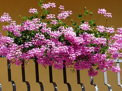 Piante e fiori anti zanzare – L'Oasi del Verde